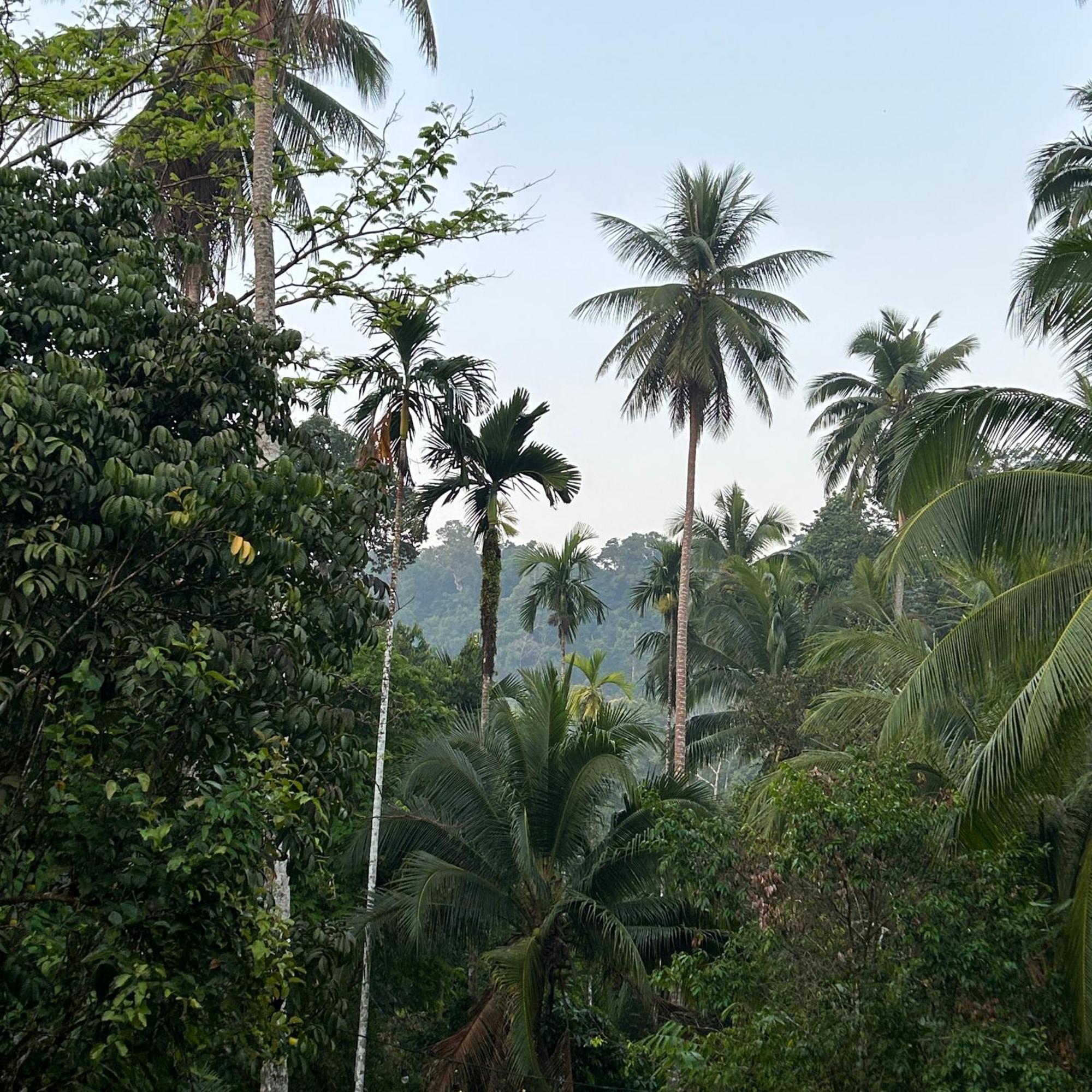 Forestel Homestay Kohkood ฟอเรสเทล โฮมสเตย์ เกาะกูด Ban Khlong Chao Ngoại thất bức ảnh